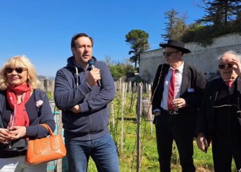 Elle est taillée la Vigne du Clos des Papes, porte-drapeau d’Avignon, capitale des Côtes du Rhône