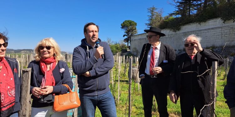 Elle est taillée la Vigne du Clos des Papes, porte-drapeau d’Avignon, capitale des Côtes du Rhône