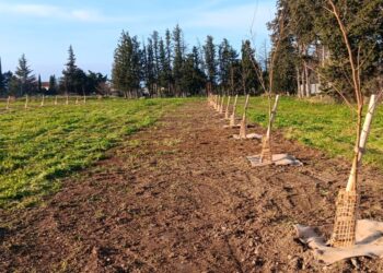 Environnement : le Département de Vaucluse crée une pépinière sur un délaissé routier