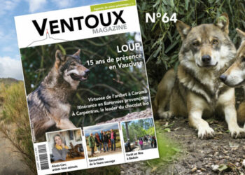 Le loup est à l’affiche du nouveau Ventoux Magazine