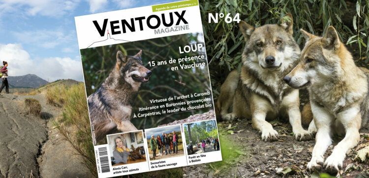 Le loup est à l’affiche du nouveau Ventoux Magazine