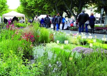 La foire aux fleurs embaumera Carpentras ce dimanche 27 avril