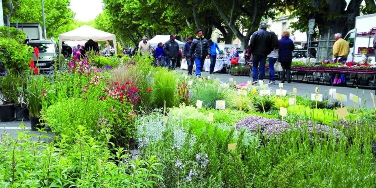 La foire aux fleurs embaumera Carpentras ce dimanche 27 avril