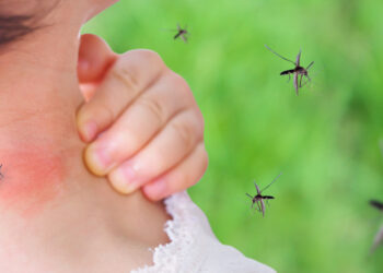 Démoustication de la Camargue : quel bilan depuis son lancement en 2006 ?