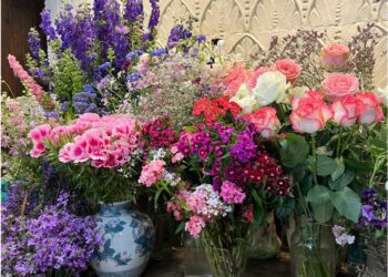 Vous rappelez-vous de Lara Hollebecq ?