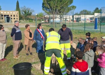 Arbre : ‘C’est la classe’ à Aramon