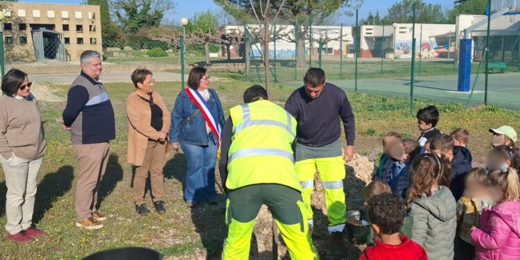 Arbre : ‘C’est la classe’ à Aramon