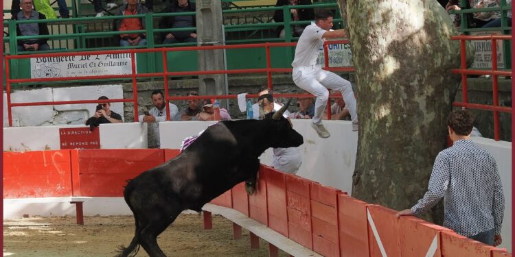 Traditions camarguaises : le Club Taurin Aramonais célèbre le printemps
