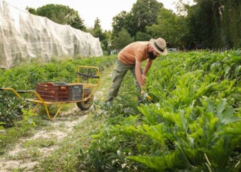 Le Grand Avignon et Lauris lauréats de la 1re édition du palmarès des paysages alimentaires