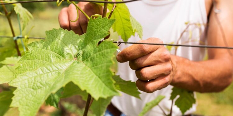 Un fonds d’urgence déployé pour les jeunes viticulteurs de Vaucluse