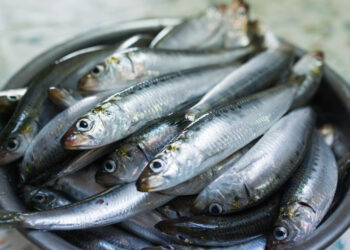 Les sardines ne sont pas prêtes de boucher l’entrée du vieux port de Marseille