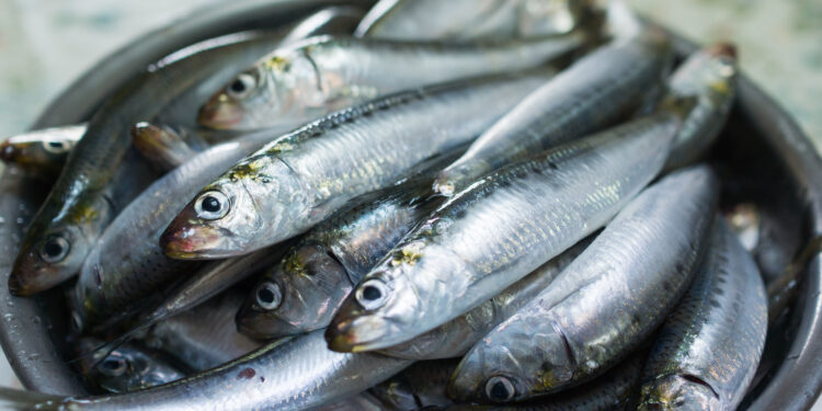 Les sardines ne sont pas prêtes de boucher l’entrée du vieux port de Marseille