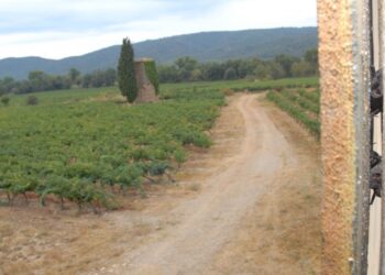 La chauve-souris, alliée du vigneron pour renforcer la biodiversité et le développement durable