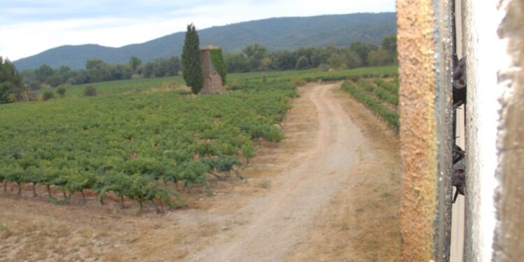La chauve-souris, alliée du vigneron pour renforcer la biodiversité et le développement durable