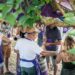 (Vidéo) Fête du vin, Cairanne célèbre ses 50 ans