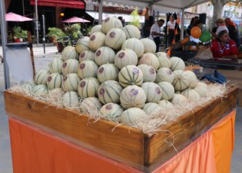 Le melon de Cavaillon fait la fête, 5 mois après l’obtention de son IGP