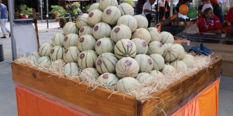 Le melon de Cavaillon fait la fête, 5 mois après l’obtention de son IGP