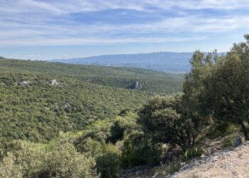 Risque incendie : quasiment tous les massifs de Vaucluse interdits d’accès