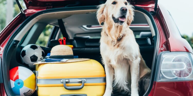 Abandons estivaux : 6 Français sur 10 prévoient de partir avec leur chien