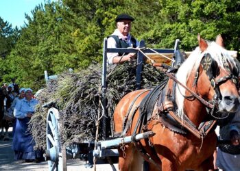 Sault : la Fête de la lavande revient pour une 38e édition