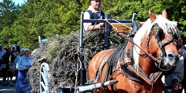 Sault : la Fête de la lavande revient pour une 38e édition