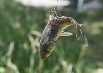 (Vidéo) Paz porte plainte contre les Décathlon d’Avignon et du Pontet
