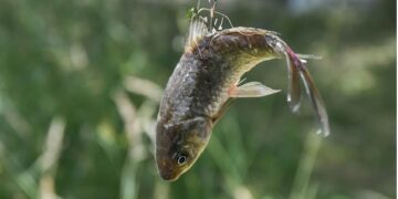 (Vidéo) Paz porte plainte contre les Décathlon d’Avignon et du Pontet