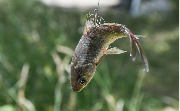 (Vidéo) Paz porte plainte contre les Décathlon d’Avignon et du Pontet