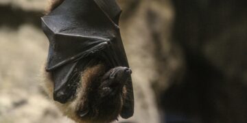 Pernes-les-Fontaines, sortie nature vendredi 22 août