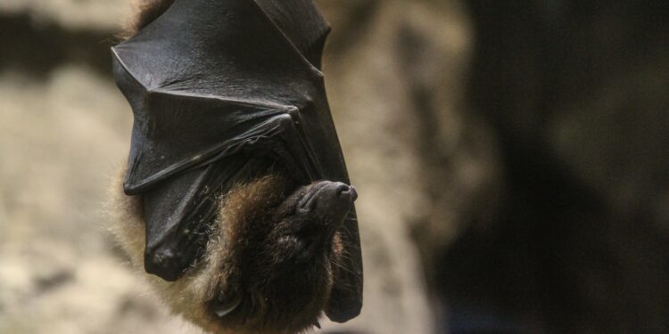 Pernes-les-Fontaines, sortie nature vendredi 22 août