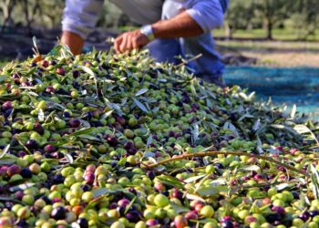 3 entreprises vauclusiennes dans le top 10 des plus visitées de la Région Sud