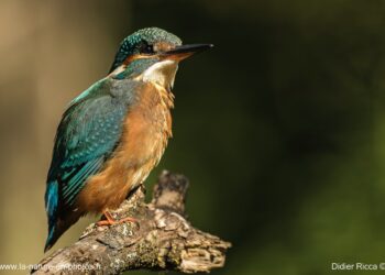 Une exposition sur la faune et la biodiversité de Sorgues