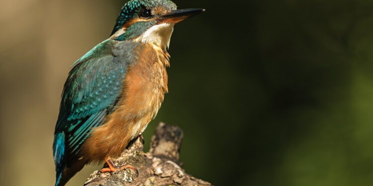 Une exposition sur la faune et la biodiversité de Sorgues