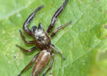 Rentrée du Café des sciences dès ce jeudi chez Françoise à Avignon