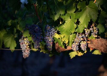 Étude sur l’exposition aux pesticides PestiRiv : les viticulteurs réagissent