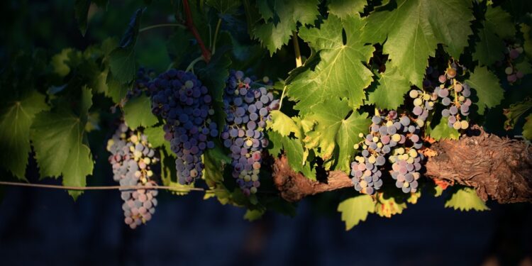 Étude sur l’exposition aux pesticides PestiRiv : les viticulteurs réagissent