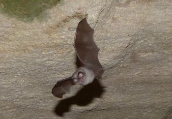 (Vidéo) Le Parc du Luberon participe à la Nuit internationale de la chauve-souris
