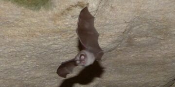 (Vidéo) Le Parc du Luberon participe à la Nuit internationale de la chauve-souris