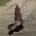 (Vidéo) Le Parc du Luberon participe à la Nuit internationale de la chauve-souris