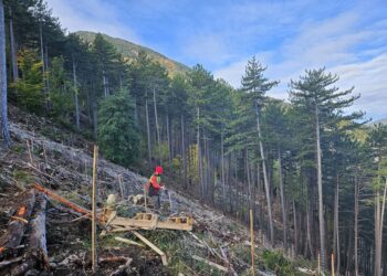 L’ONF prépare l’avenir de la forêt domaniale du Toulourenc