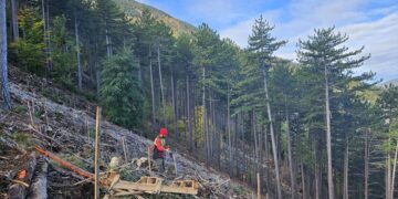 L’ONF prépare l’avenir de la forêt domaniale du Toulourenc