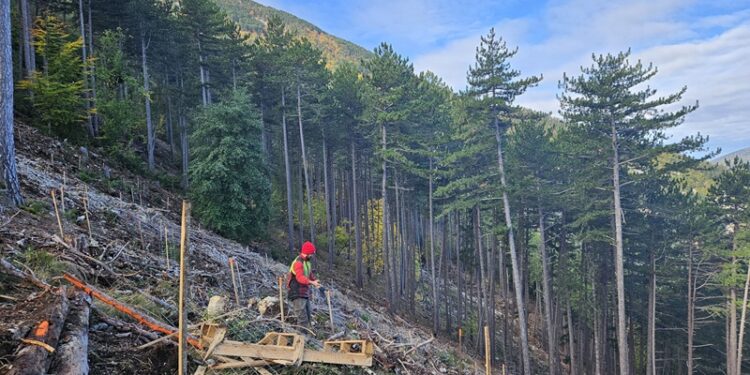 L’ONF prépare l’avenir de la forêt domaniale du Toulourenc
