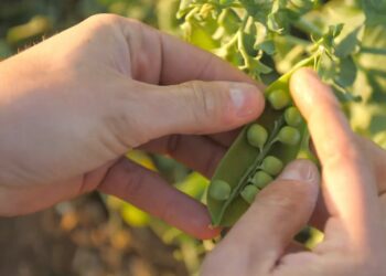L’avignonnais FRDP reçoit le prix Santé Entrepreneurs d’Harmonie Mutuelle