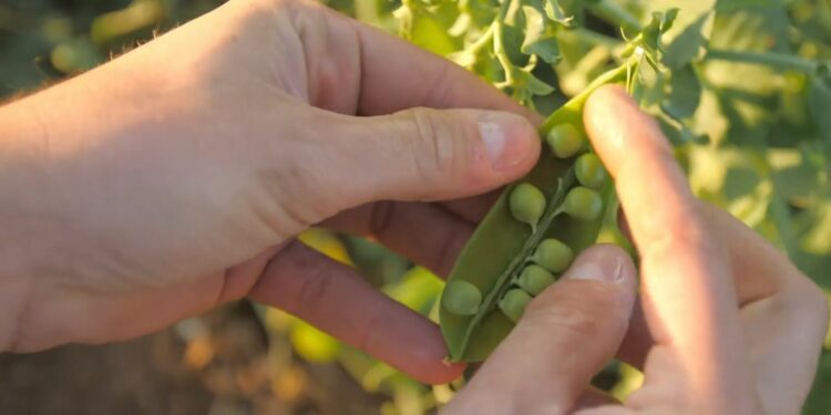 L’avignonnais FRDP reçoit le prix Santé Entrepreneurs d’Harmonie Mutuelle