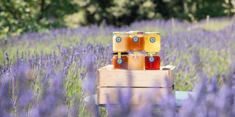 Miel : les apiculteurs provençaux misent aussi sur l’Europe