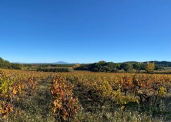 Opération ‘Le champs des rencontres’ : visite d’un domaine viticole à Mondragon avec Carrefour