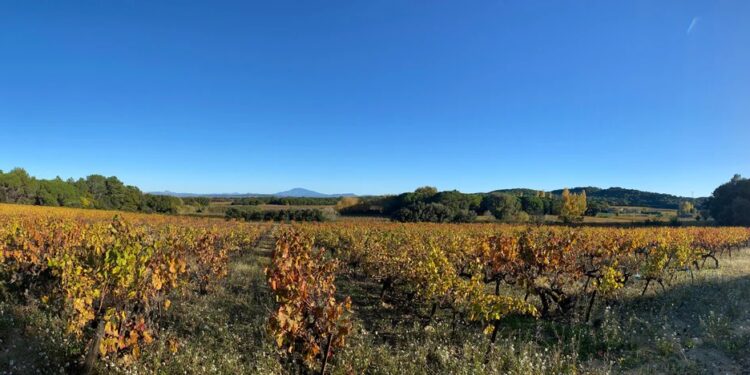 Opération ‘Le champs des rencontres’ : visite d’un domaine viticole à Mondragon avec Carrefour