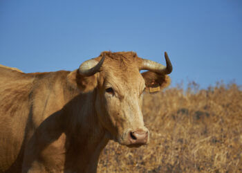 Saint-Rémy-de-Provence : les événements taurins stoppés net jusqu’au 4 novembre