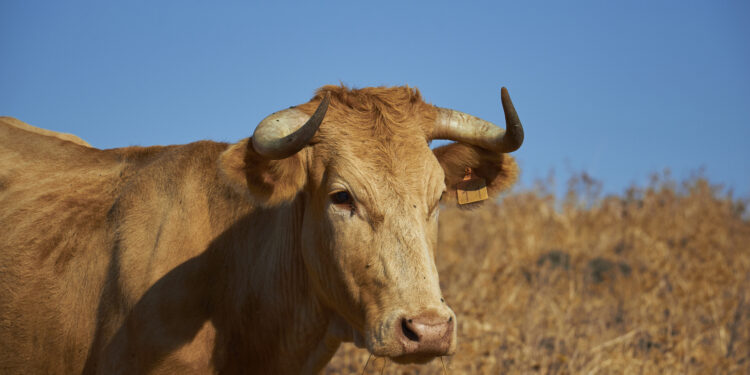 Saint-Rémy-de-Provence : les événements taurins stoppés net jusqu’au 4 novembre
