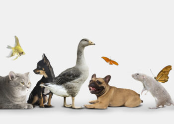 Près 87 % des salariés propriétaires d’un chien ou d’un chat veulent venir travailler avec leur compagnon